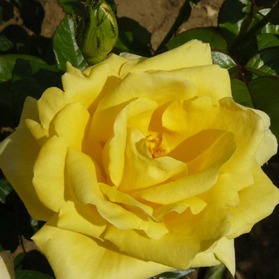 Golden Anniversary Rose Bush