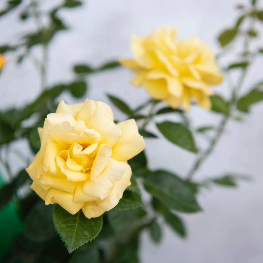 Golden Wedding Rose Bush Gift - Rose Bush Gift - Tree2mydoor