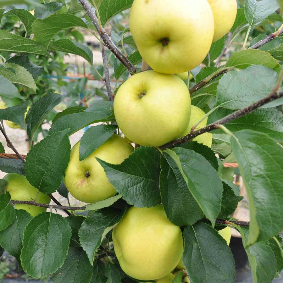 Golden Delicious Apple Tree Gift - Fruit Tree Gift - Tree2mydoor
