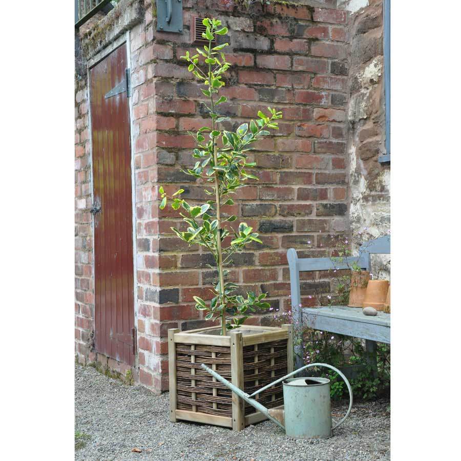 Golden King Holly Tree - Gardeners Club - Tree2mydoor