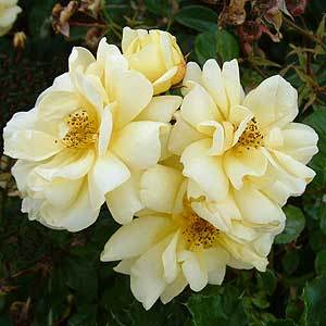 Golden Memories Standard Rose Bush Gift - Rose Bush Gift - Tree2mydoor