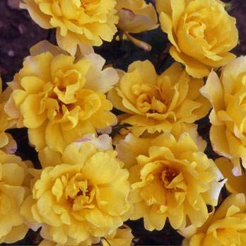 Golden Showers Climbing Rose Gift - Rose Bush Gift - Tree2mydoor