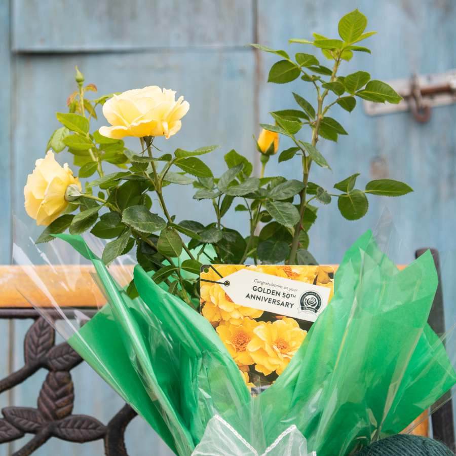 Golden Wedding Rose Bush Gift - Rose Bush Gift - Tree2mydoor