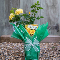 Golden Wedding Rose Bush Gift - Rose Bush Gift - Tree2mydoor