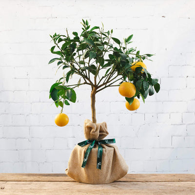image of a grapefruit tree gift with hessian wrap