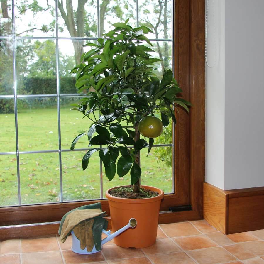 grapefruit plant indoors Grapefruit Tree Gift