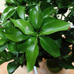 Grapefruit Tree Gift - Citrus Tree Gift - Tree2mydoor