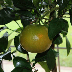 Grapefruit Tree Gift - Citrus Tree Gift - Tree2mydoor