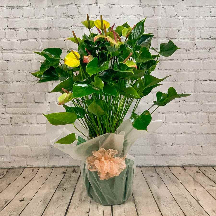 Green anthurium plant gifts
