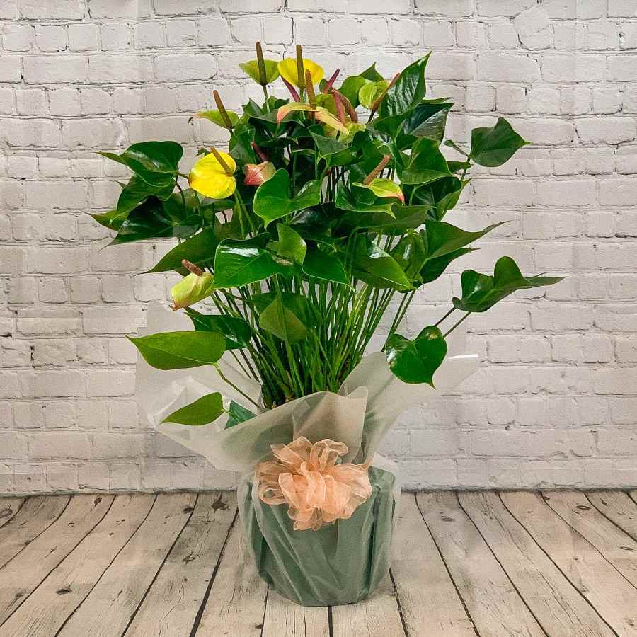 Large Anthurium Plant White - Indoor Plant Gift - Tree2mydoor