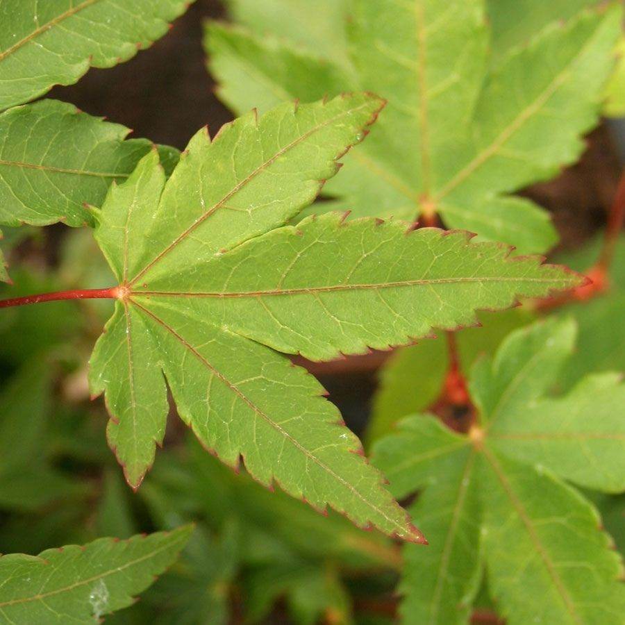 Favourite Colour Japanese Maple Tree Gift Red - Acer Tree Gift - Tree2mydoor