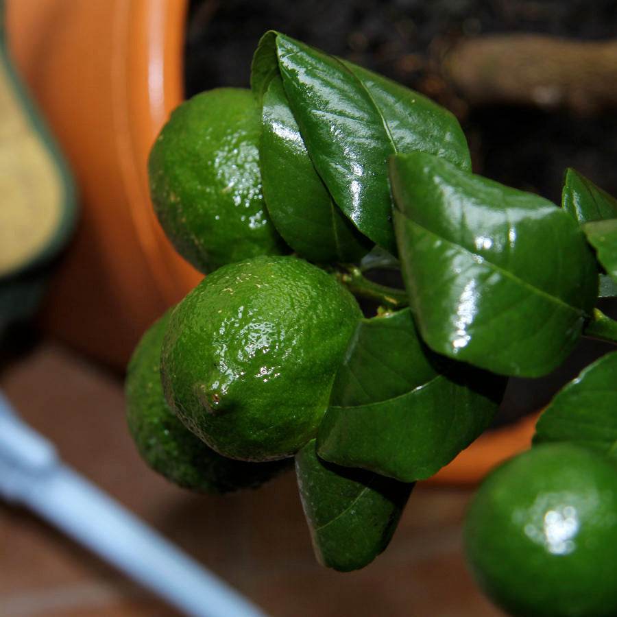 Mandarin Tree Gift - Citrus Tree Gift - Tree2mydoor