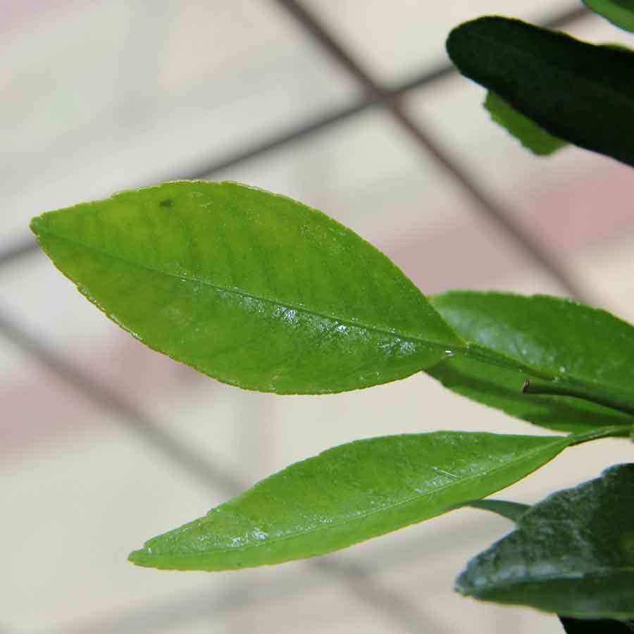 Tangerine Tree Gift - Citrus Tree Gift - Tree2mydoor