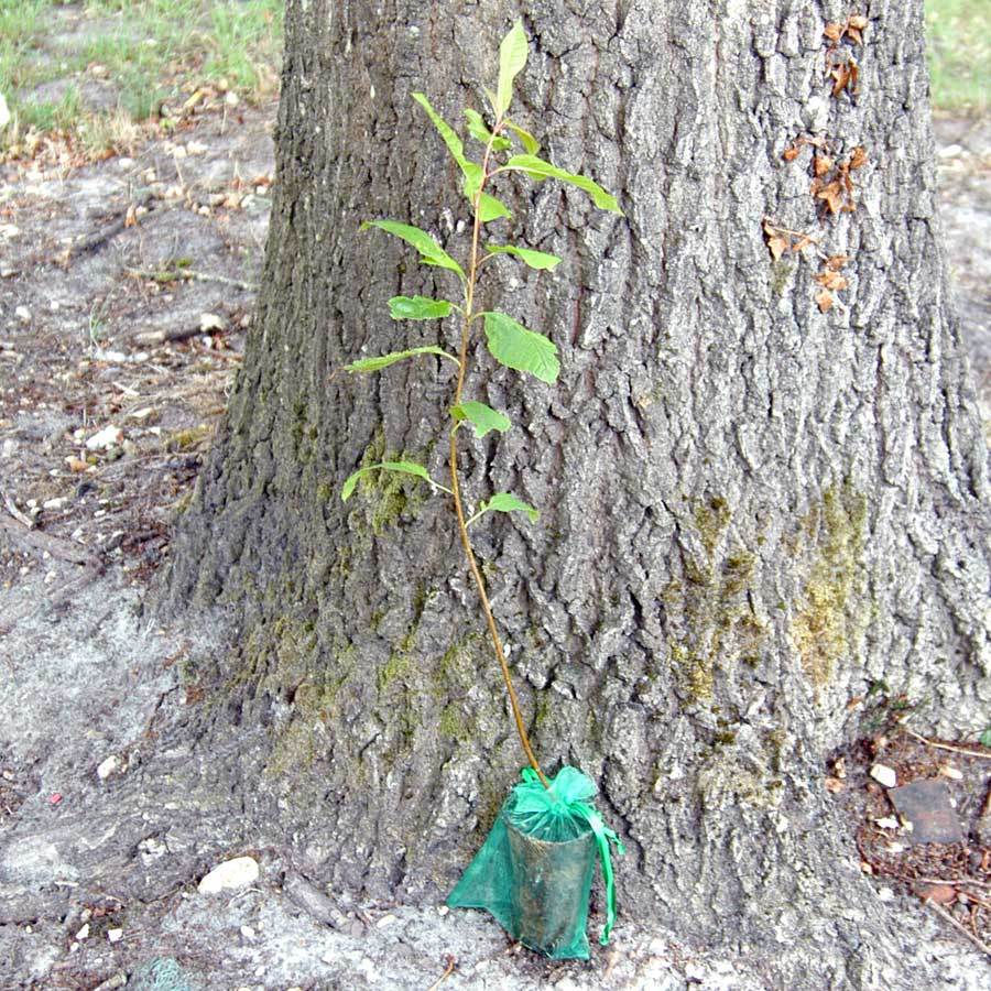 Bird Cherry Tree Gift - Native Tree Gift - Tree2mydoor