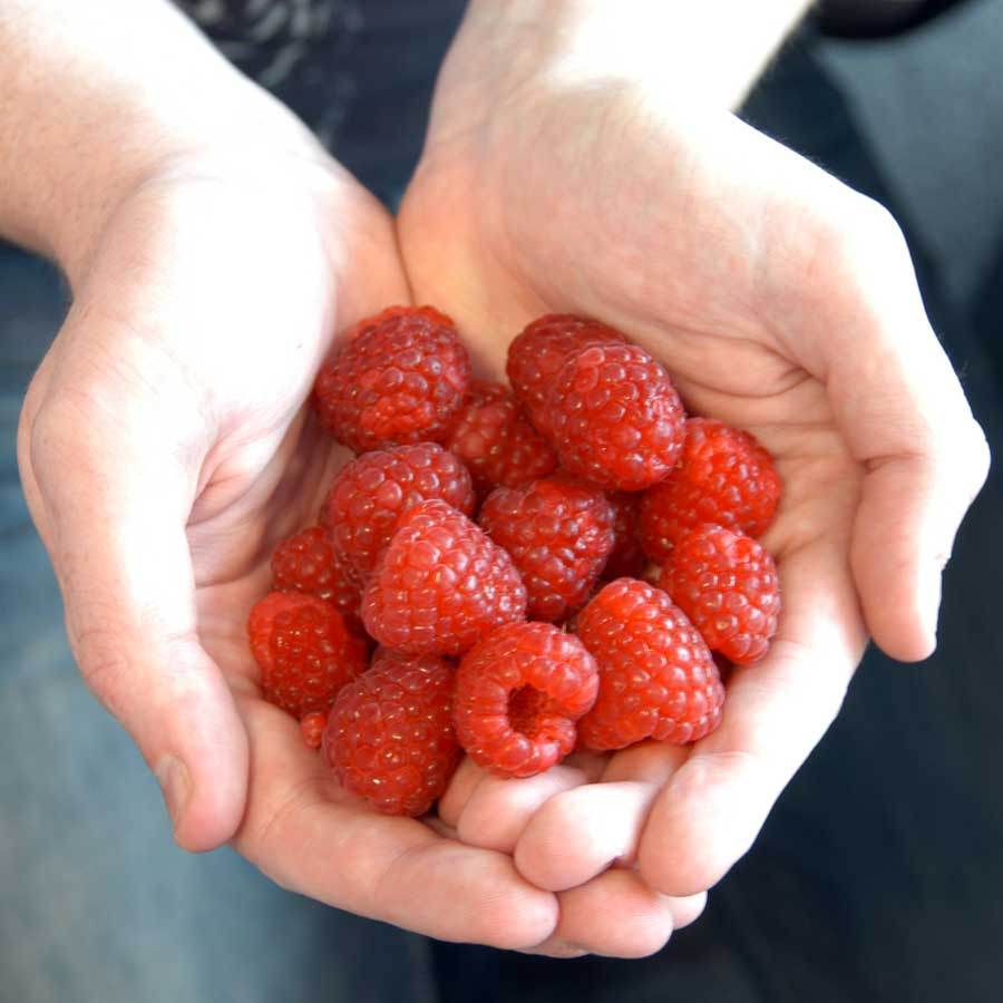 Raspberry Bush Gift - Fruit Tree Gift - Tree2mydoor