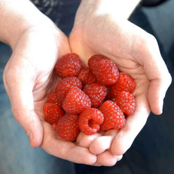 Raspberry Bush Gift - Fruit Tree Gift - Tree2mydoor