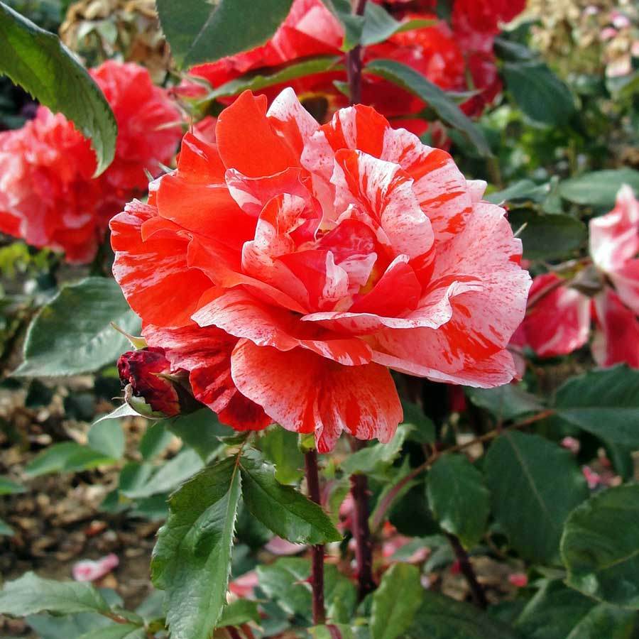 Hanky Panky Rose Bush Gift - Rose Bush Gift - Tree2mydoor