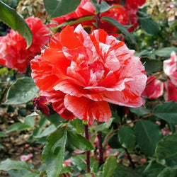 Hanky Panky Rose Bush Gift - Rose Bush Gift - Tree2mydoor