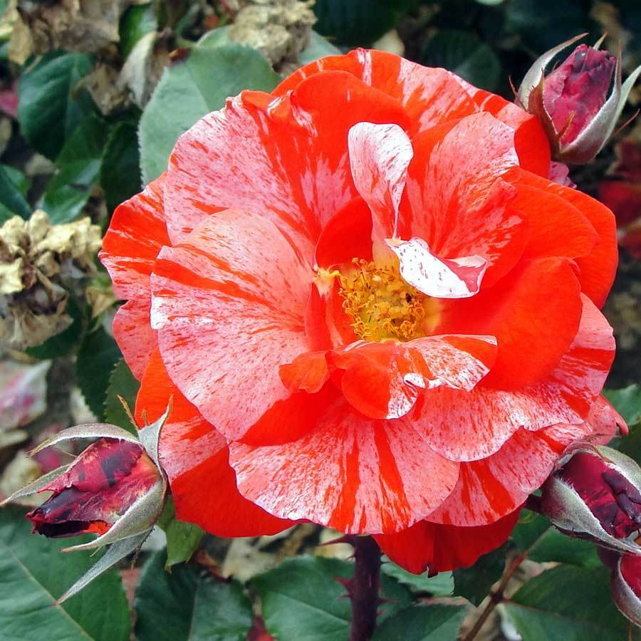 Hanky Panky Rose Bush Gift - Rose Bush Gift - Tree2mydoor