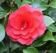 Happy Anniversary Camellia Gift - Camellia Tree Gift - Tree2mydoor