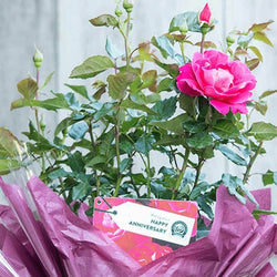 Happy Anniversary Rose Bush Gift - Rose Bush Gift - Tree2mydoor