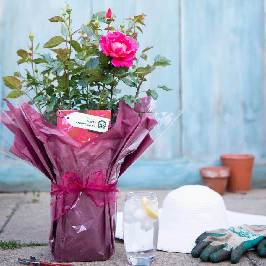 Happy Anniversary Rose Bush Gift - Rose Bush Gift - Tree2mydoor