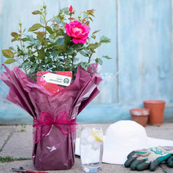 Happy Anniversary Rose Bush Gift - Rose Bush Gift - Tree2mydoor