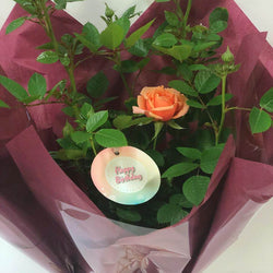 Happy Birthday Patio Rose Gift - Rose Bush Gift - Tree2mydoor