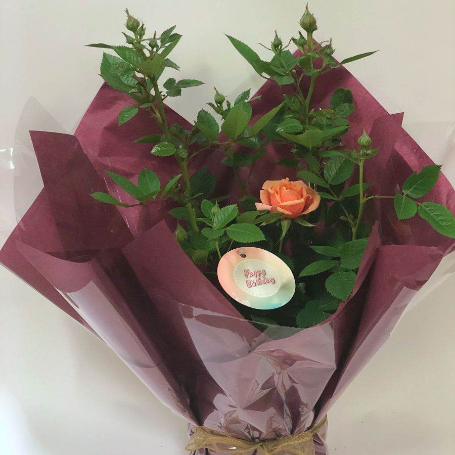 Happy Birthday Patio Rose Gift - Rose Bush Gift - Tree2mydoor