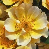 Happy Days Rose Gift - Rose Bush Gift - Tree2mydoor