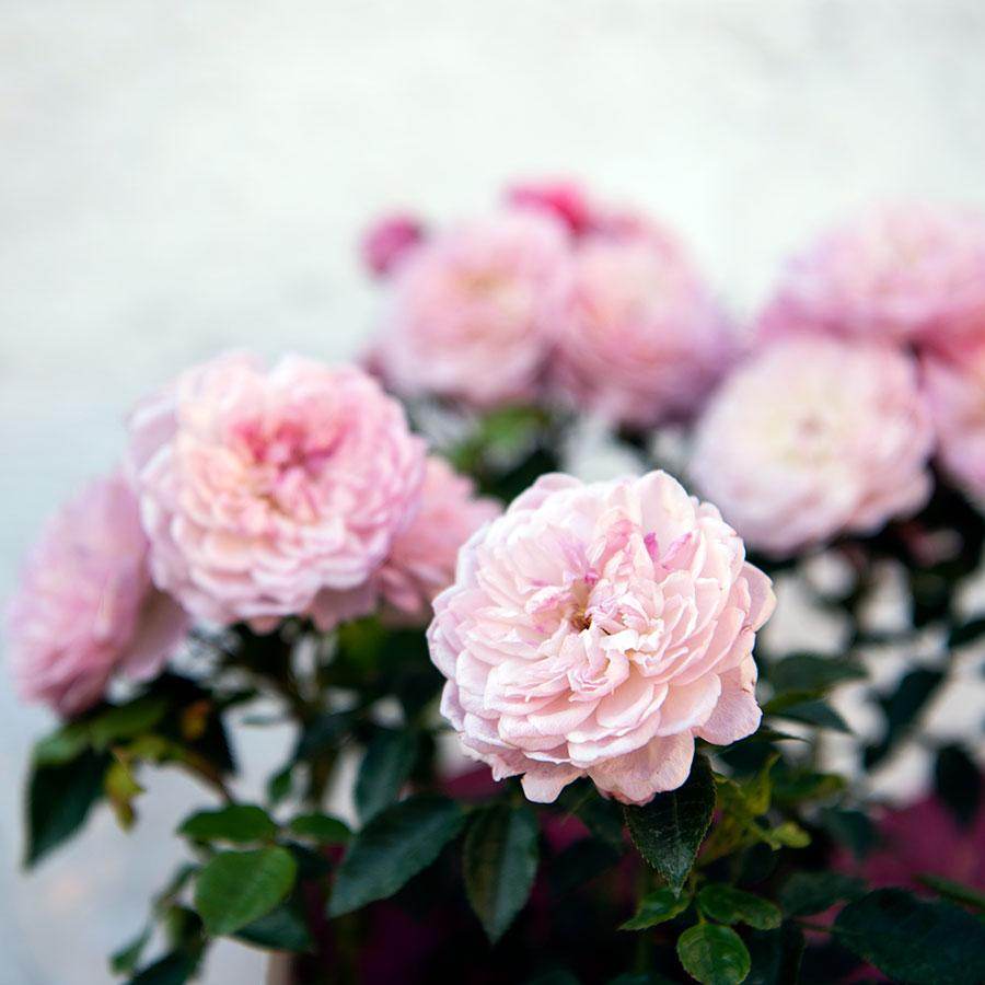 Happy Retirement Rose Bush Gift