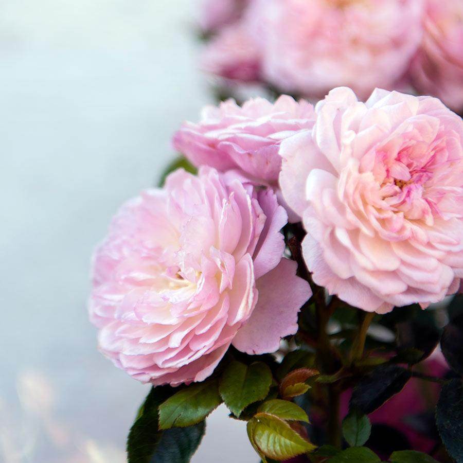 Happy Retirement Rose Bush Gift - Rose Bush Gift - Tree2mydoor