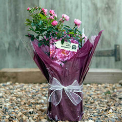 Happy Retirement Rose Bush Gift - Rose Bush Gift - Tree2mydoor