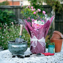 Happy Retirement Rose Bush Gift - Rose Bush Gift - Tree2mydoor