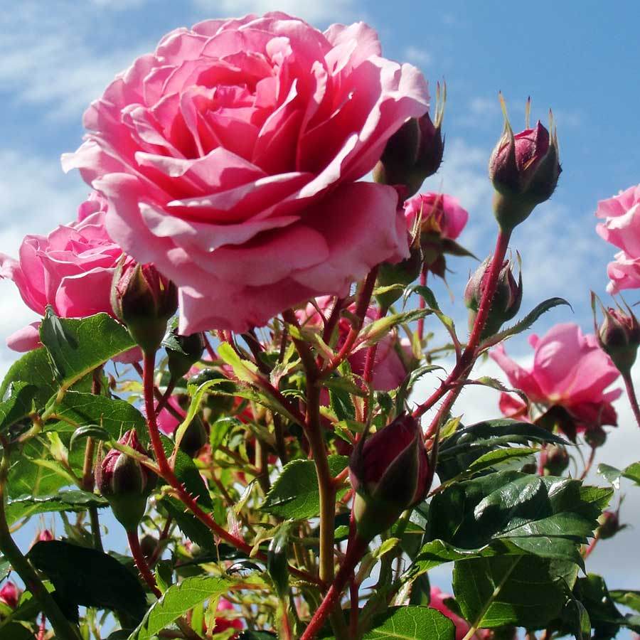 Happy Retirement Years Rose Bush - Rose Bush Gift - Tree2mydoor