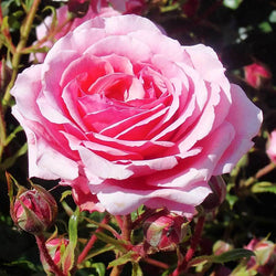 Happy Retirement Years Rose Bush - Rose Bush Gift - Tree2mydoor