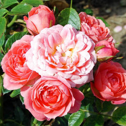 Happy Times Rose Bush Gift - Rose Bush Gift - Tree2mydoor