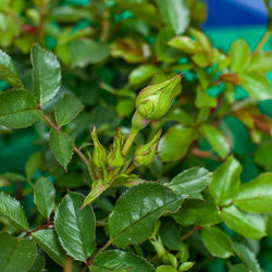 Happy Times Rose Bush Gift - Rose Bush Gift - Tree2mydoor