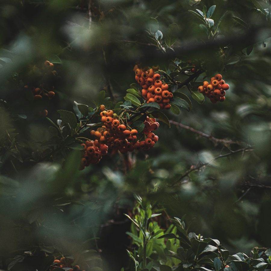 Bare Root Crataegus monogyna (Quick Thorn) Hedge Pack 10.0 - Gardeners Club - Tree2mydoor