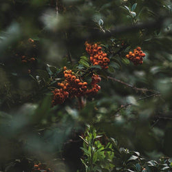 Bare Root Crataegus monogyna (Quick Thorn) Hedge Pack 10.0 - Gardeners Club - Tree2mydoor