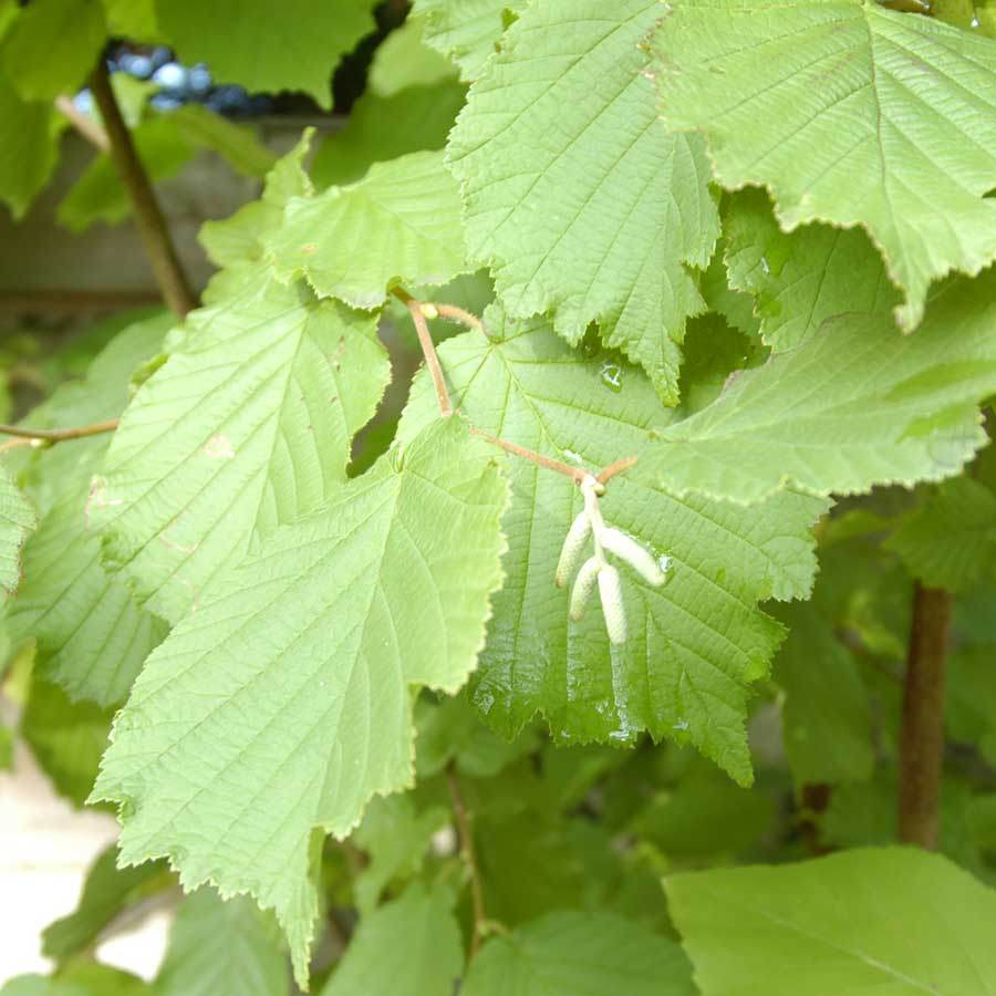 Bare Root Corylus avellana (Hazel) Hedge Pack 10.0 - Gardeners Club - Tree2mydoor