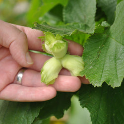 Hazel Tree Sapling Gift