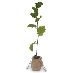 Hazel Sapling in a Hessian Bag