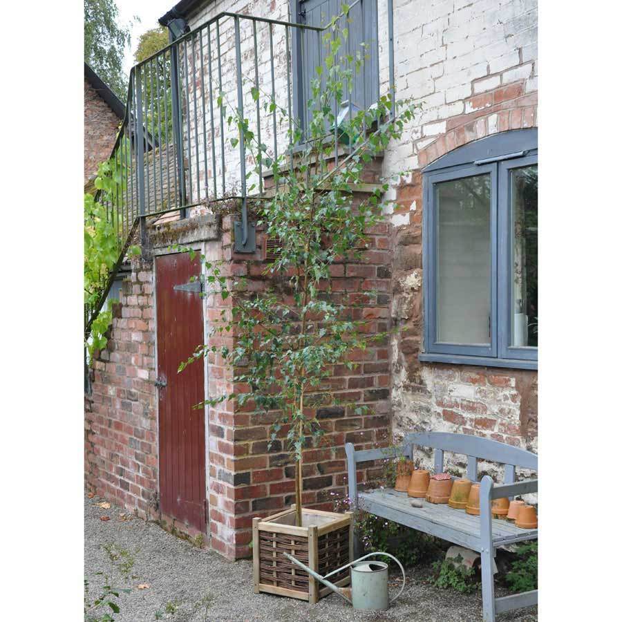 Himalayan Birch Tree Gift - Gardeners Club - Tree2mydoor