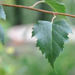 Himalayan Birch Tree Gift - Gardeners Club - Tree2mydoor