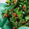 Holly Berries and Leave Close Up