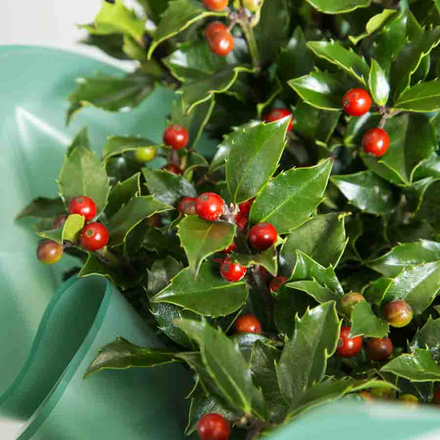 Holly Berries and Leave Close Up