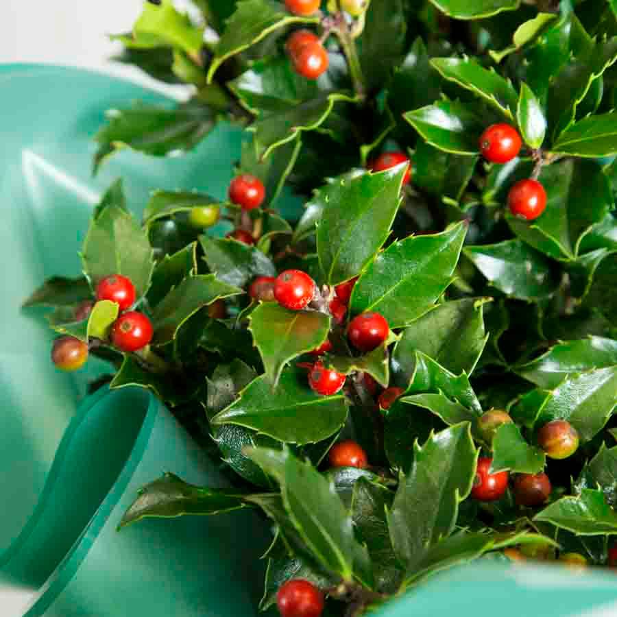 Christmas Holly Bush Gift - Holly Tree Gift - Tree2mydoor