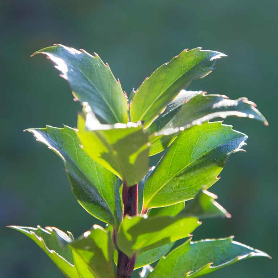 Christmas Holly Bush Gift - Holly Tree Gift - Tree2mydoor
