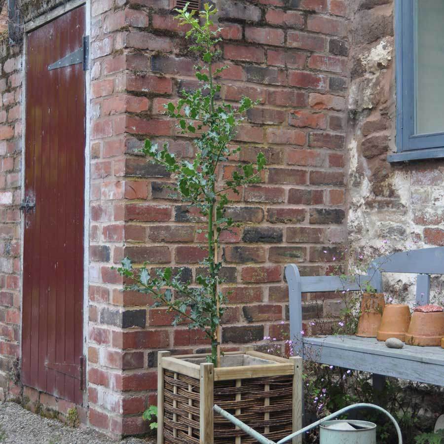 7L Ilex aquifolium 1m - Gardeners Club - Tree2mydoor